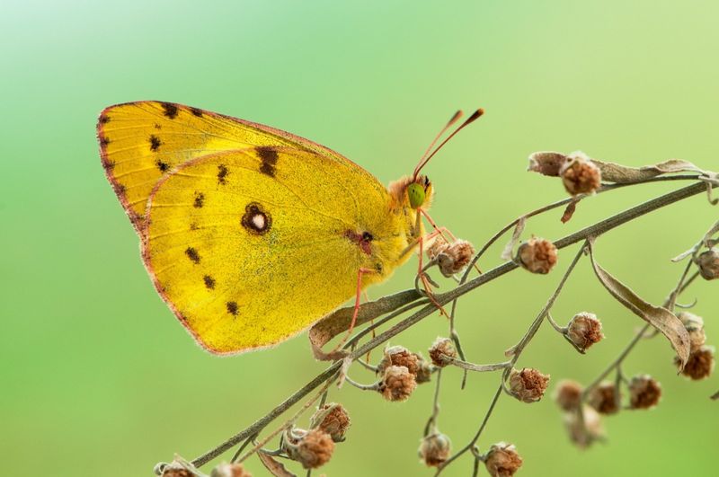 Sunny Yellow