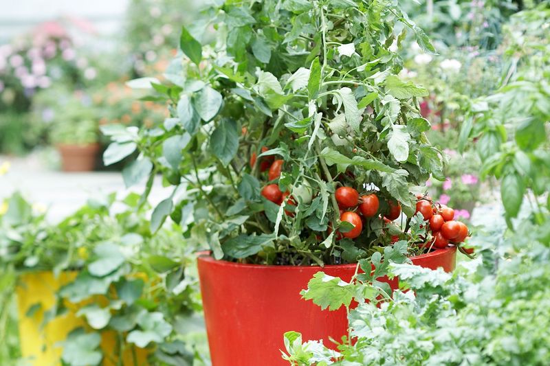 Tomatoes