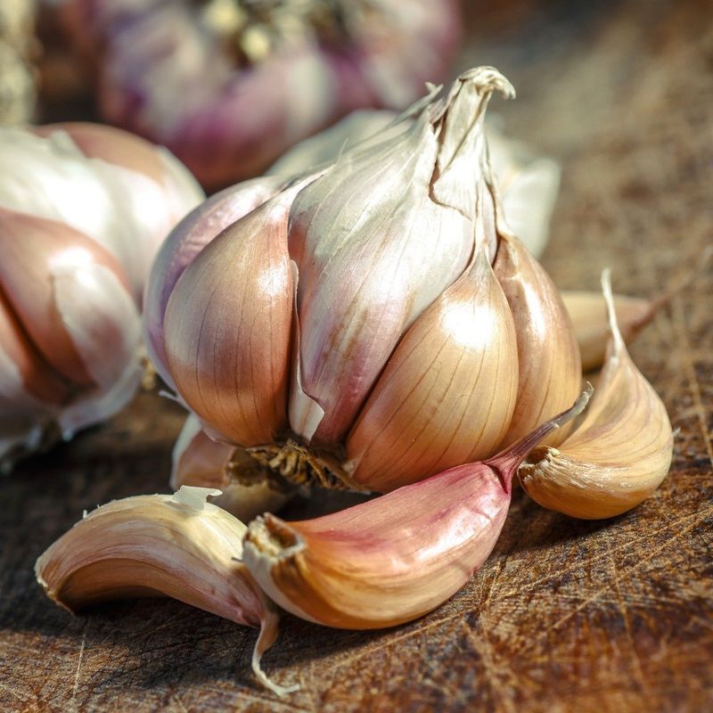 Garlic