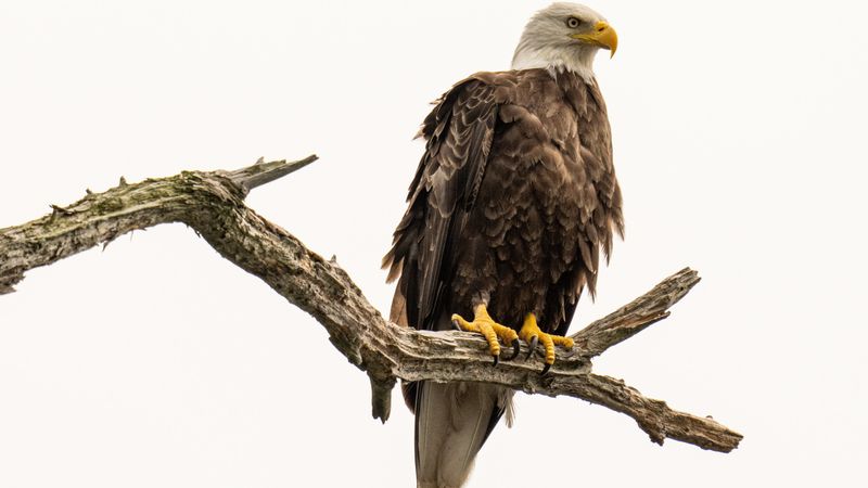 Bald Eagle