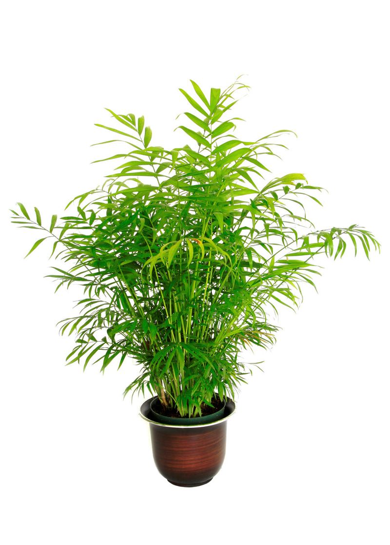 Bamboo Palm (Chamaedorea seifrizii)