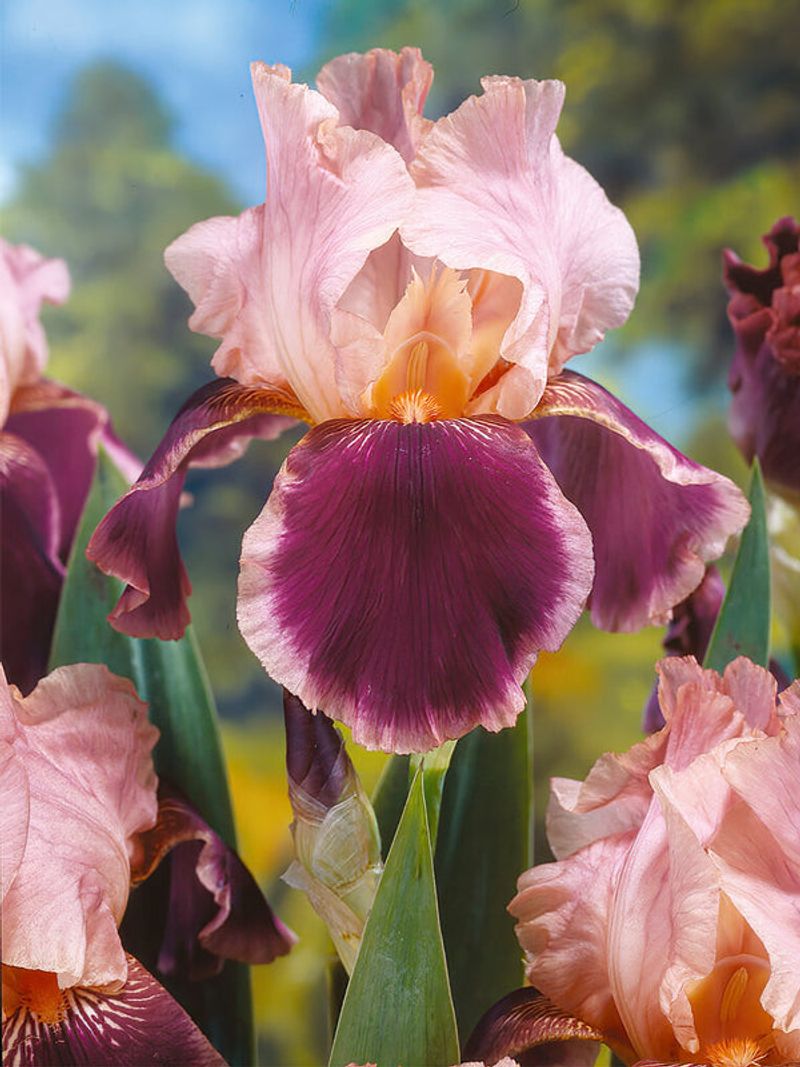 Bearded Iris