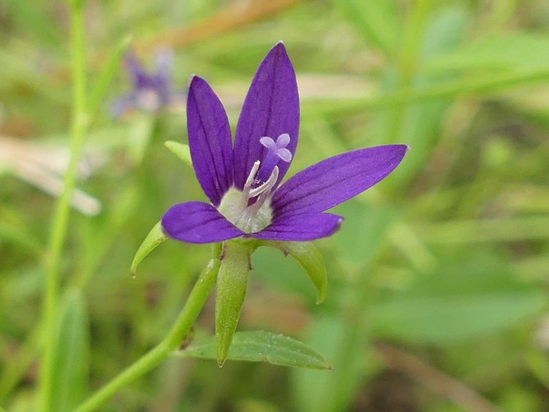 Bellflower
