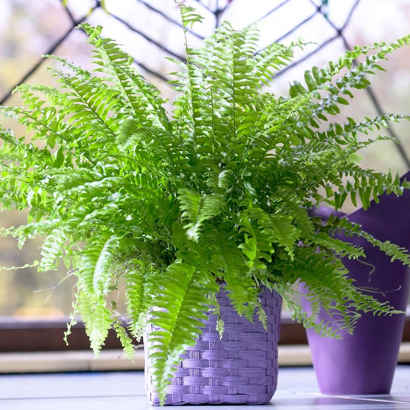 Boston Fern (Nephrolepis exaltata)