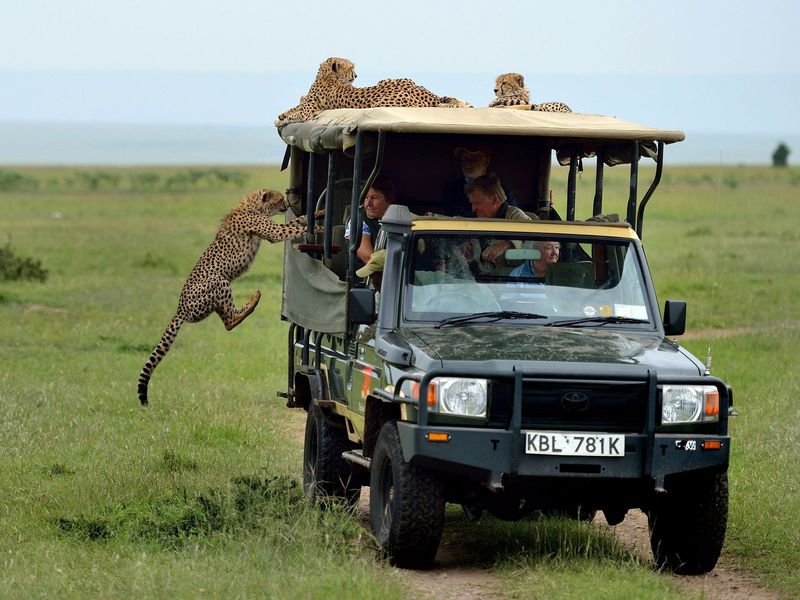 Safari
