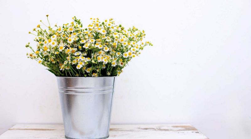 Chamomile (Matricaria chamomilla)
