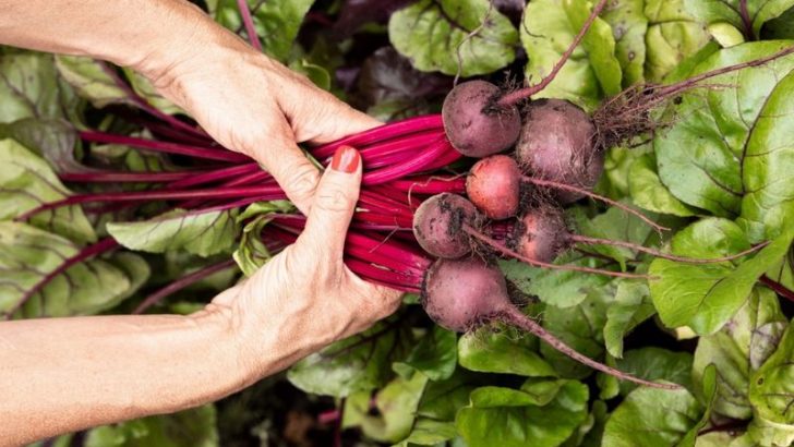 15 Easy Vegetables Anyone Can Grow Almost Anywhere