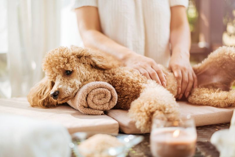 Pet Services