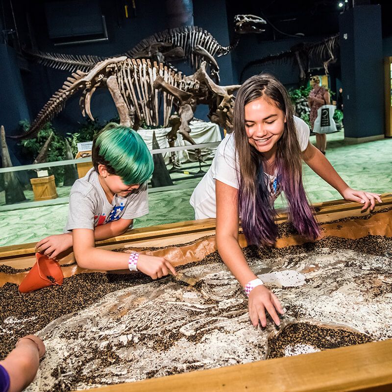Dinosaur Fossil Dig
