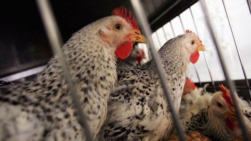 Chicken