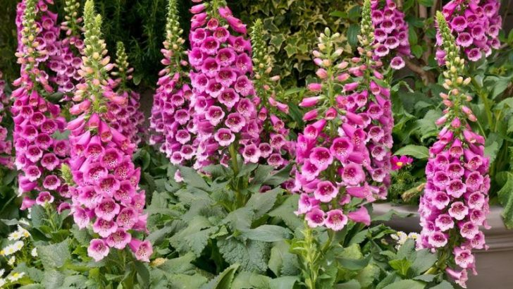 13 Nostalgic Flowers Grandma Always Grew—and You Should Too