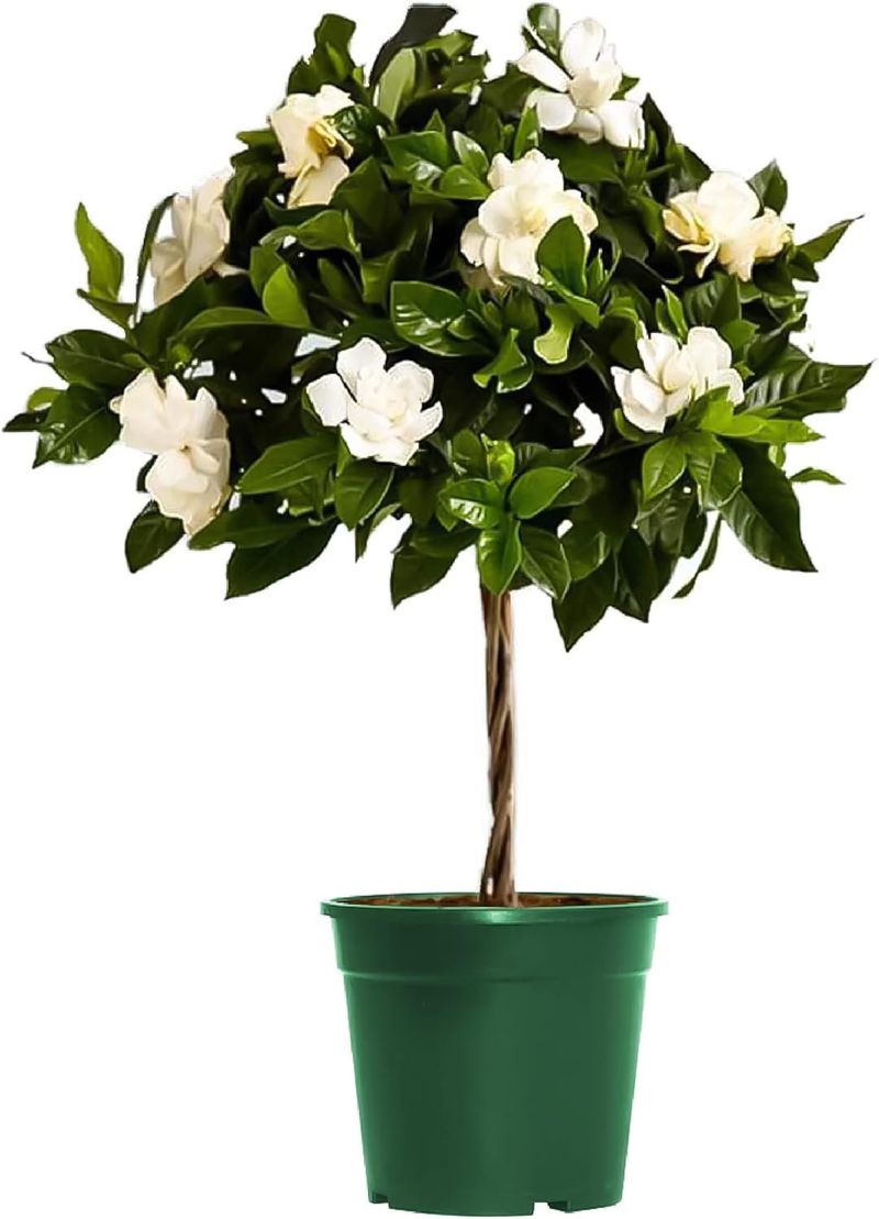 Gardenia (Gardenia jasminoides)