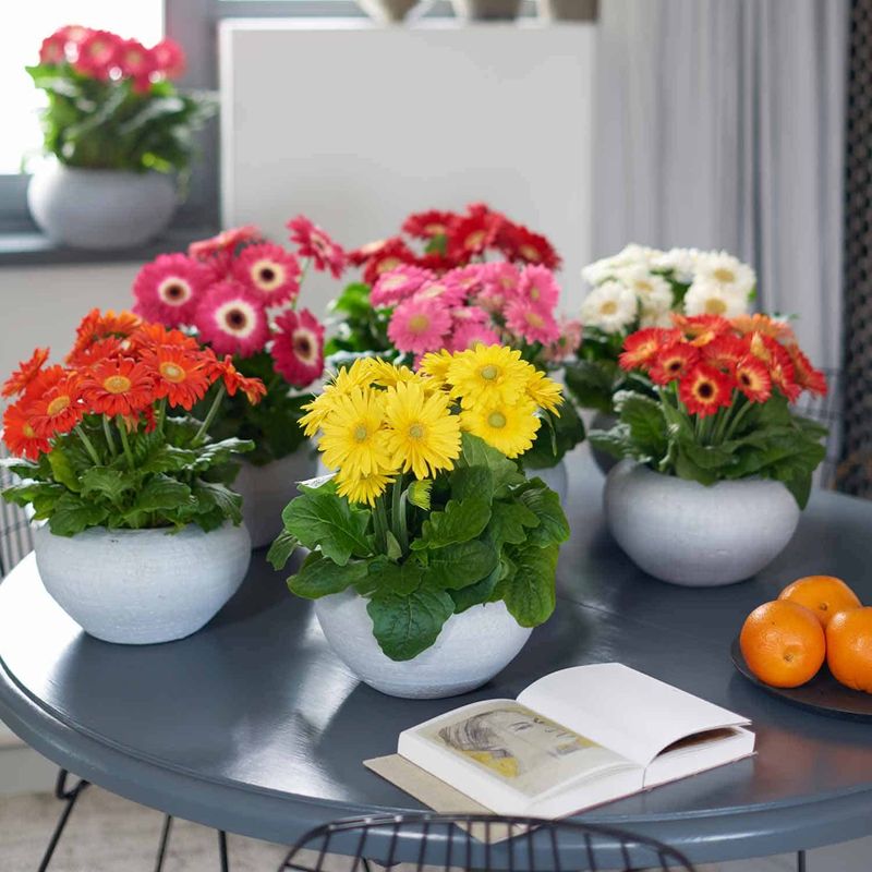 Gerbera Daisy (Gerbera jamesonii)