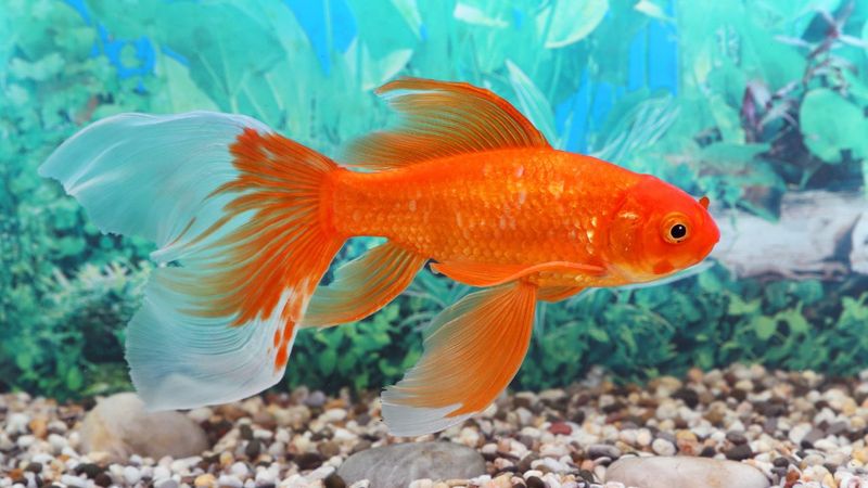 Goldfish have a three-second memory