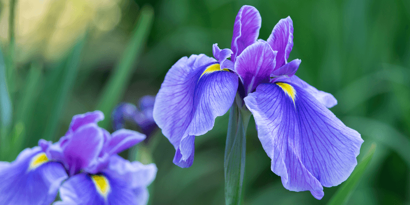 Iris