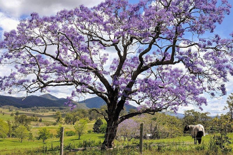 Jacaranda