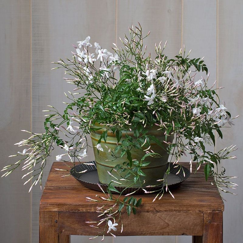 Jasmine (Jasminum)