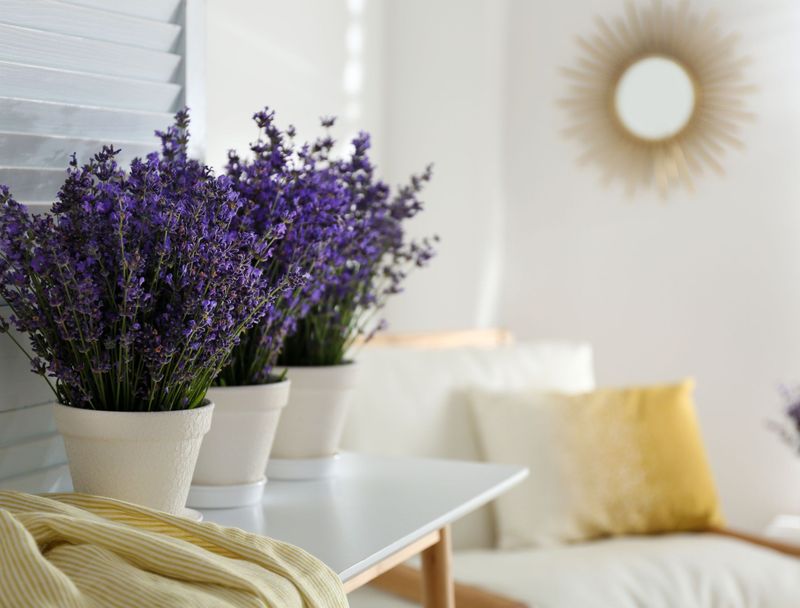 Lavender (Lavandula angustifolia)