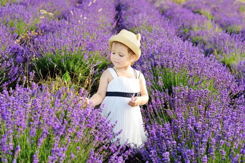 Lavender