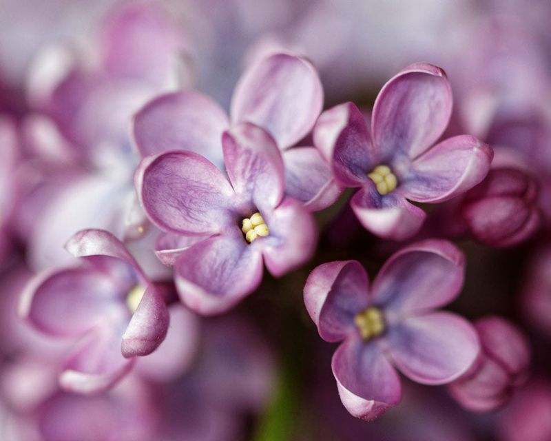 Lilac