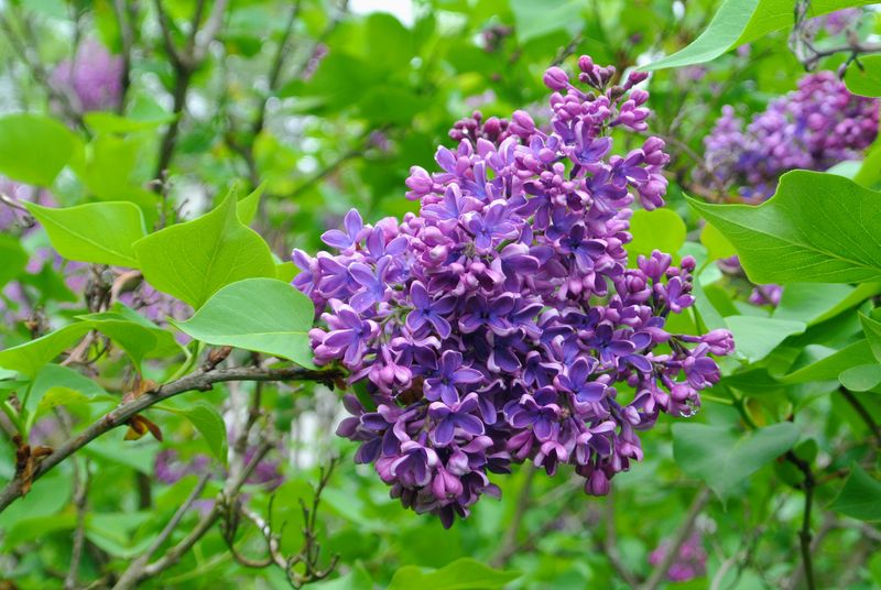 Lilac