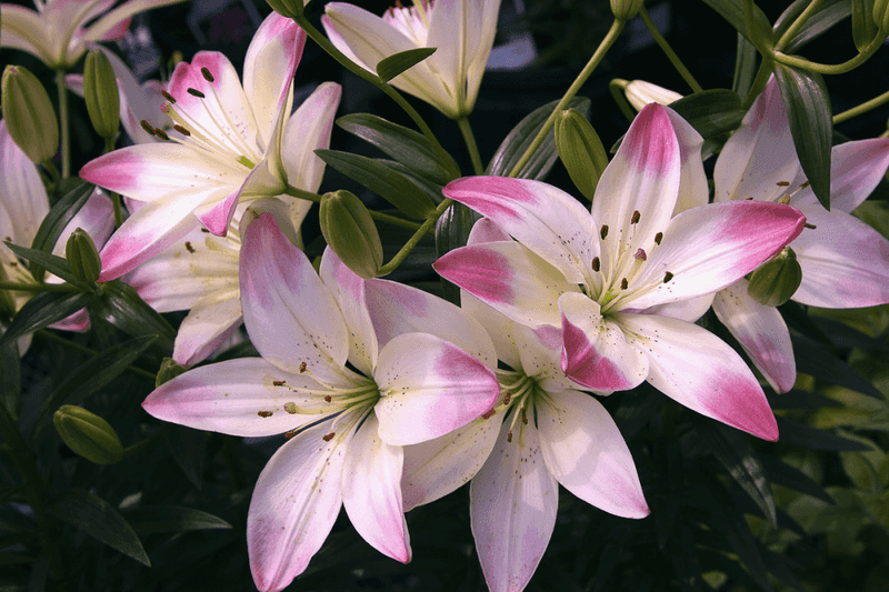 Lily
