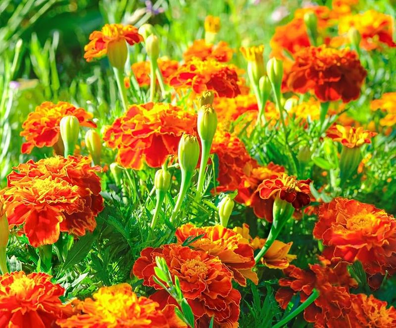 Marigold