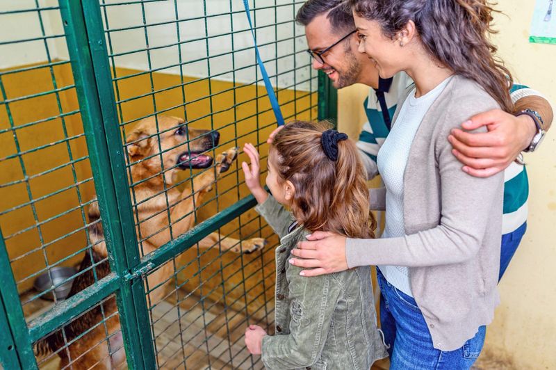 Impulsive Pet Adoptions