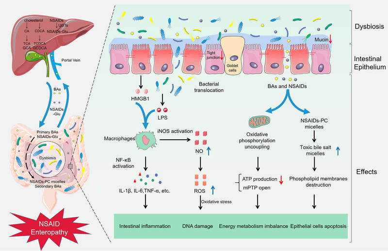 Nonsteroidal Anti-Inflammatory Drugs (NSAIDs)