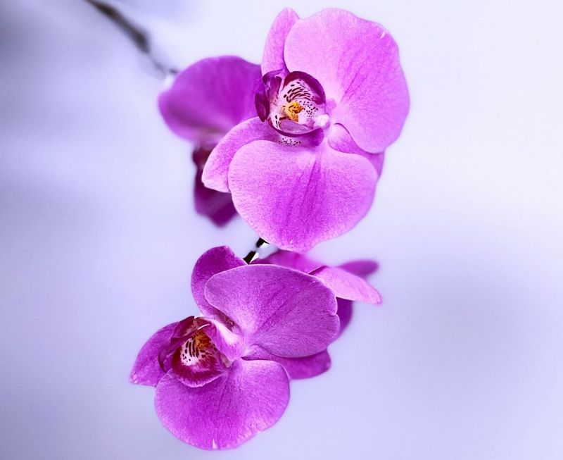 Orchid