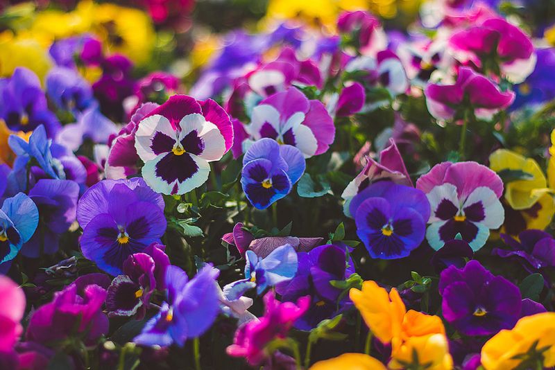 Pansy