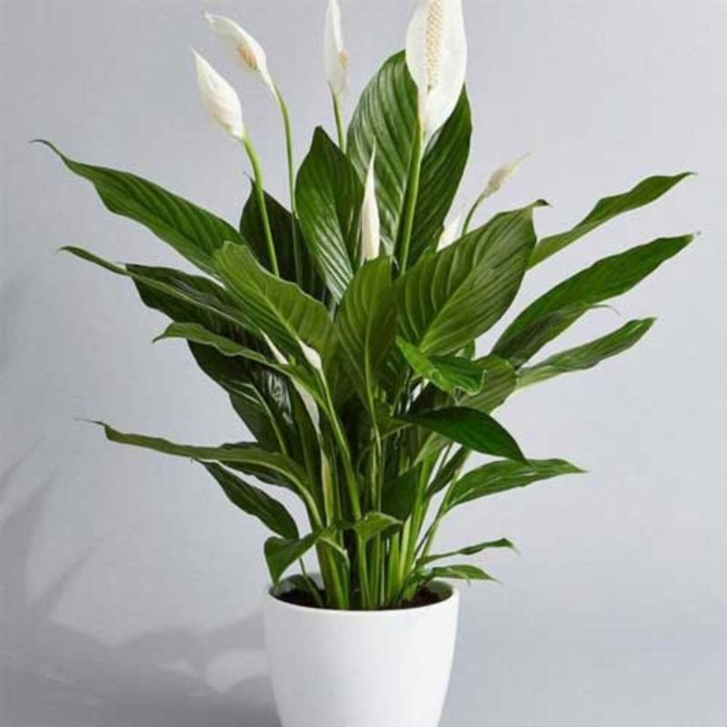 Peace Lily (Spathiphyllum)