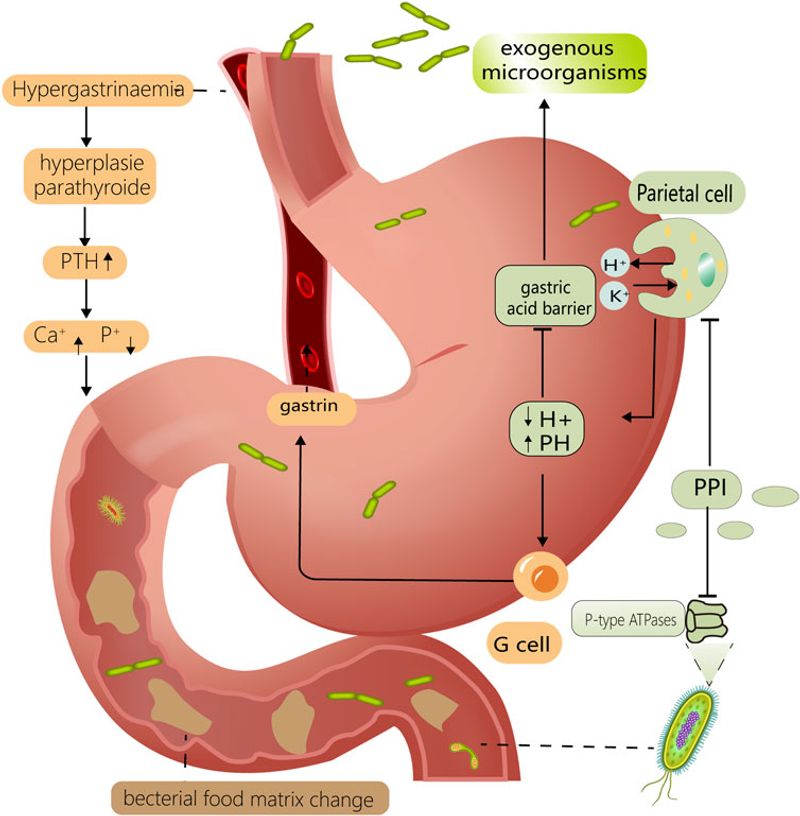 Proton Pump Inhibitors (PPIs)