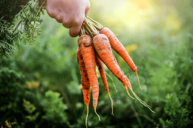 Carrots