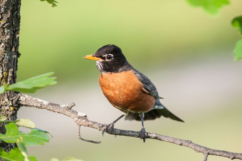 Robin