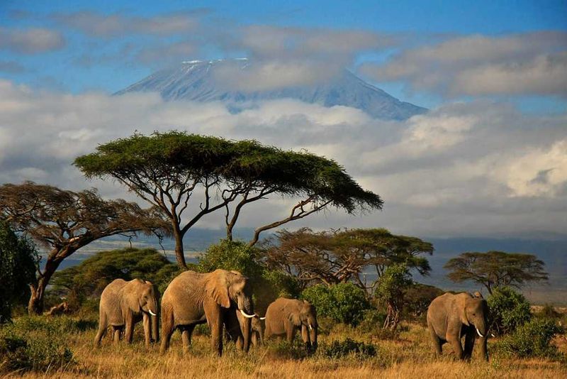 Safari Adventure in Kenya
