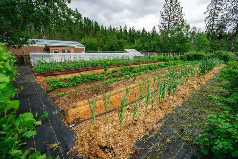 Self-Sufficiency and Independence