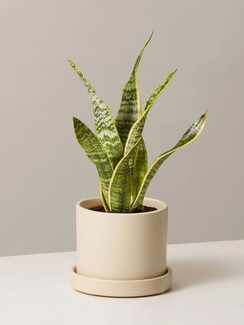 Snake Plant (Sansevieria)