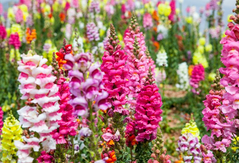 Snapdragon