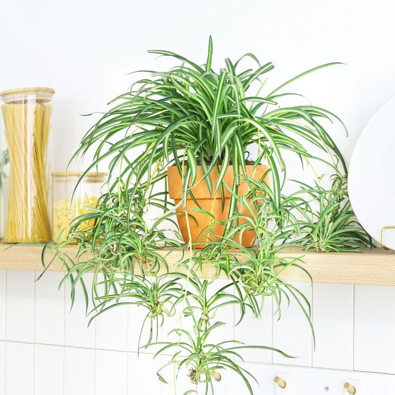 Spider Plant (Chlorophytum comosum)