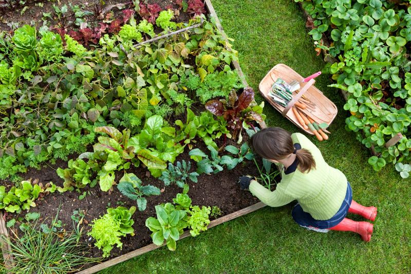 Start a Home Garden