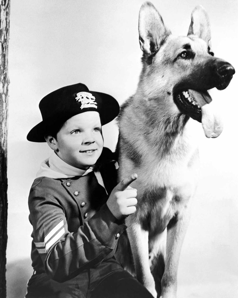 The Adventures of Rin Tin Tin