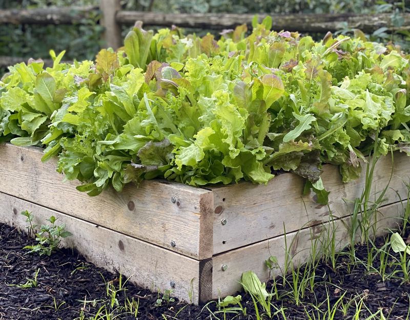 Lettuce