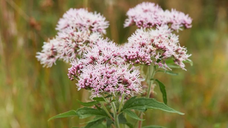 Valerian (Valeriana officinalis)