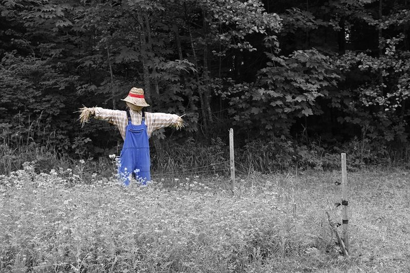 Why did the scarecrow win an award?
