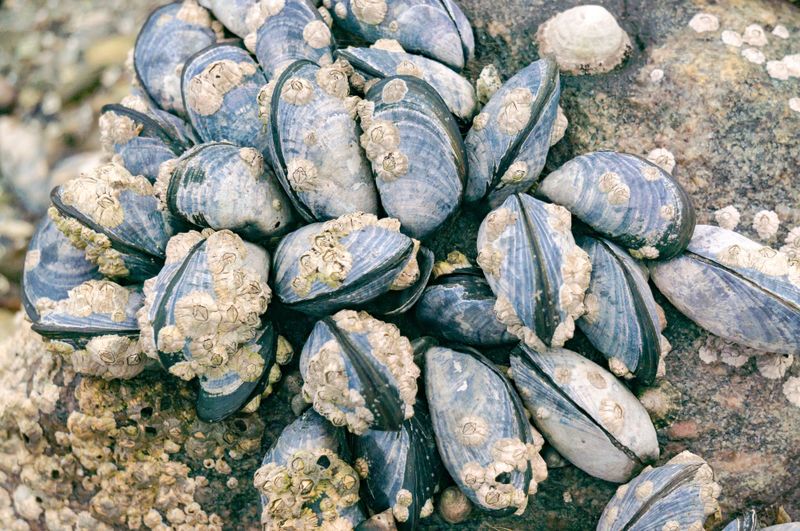 Shellfish