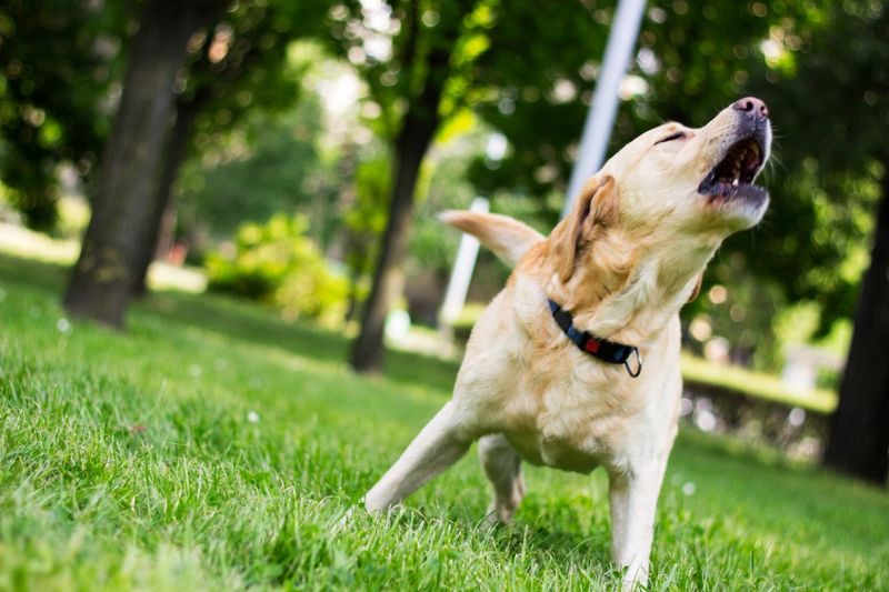 Sudden Barking at Nothing