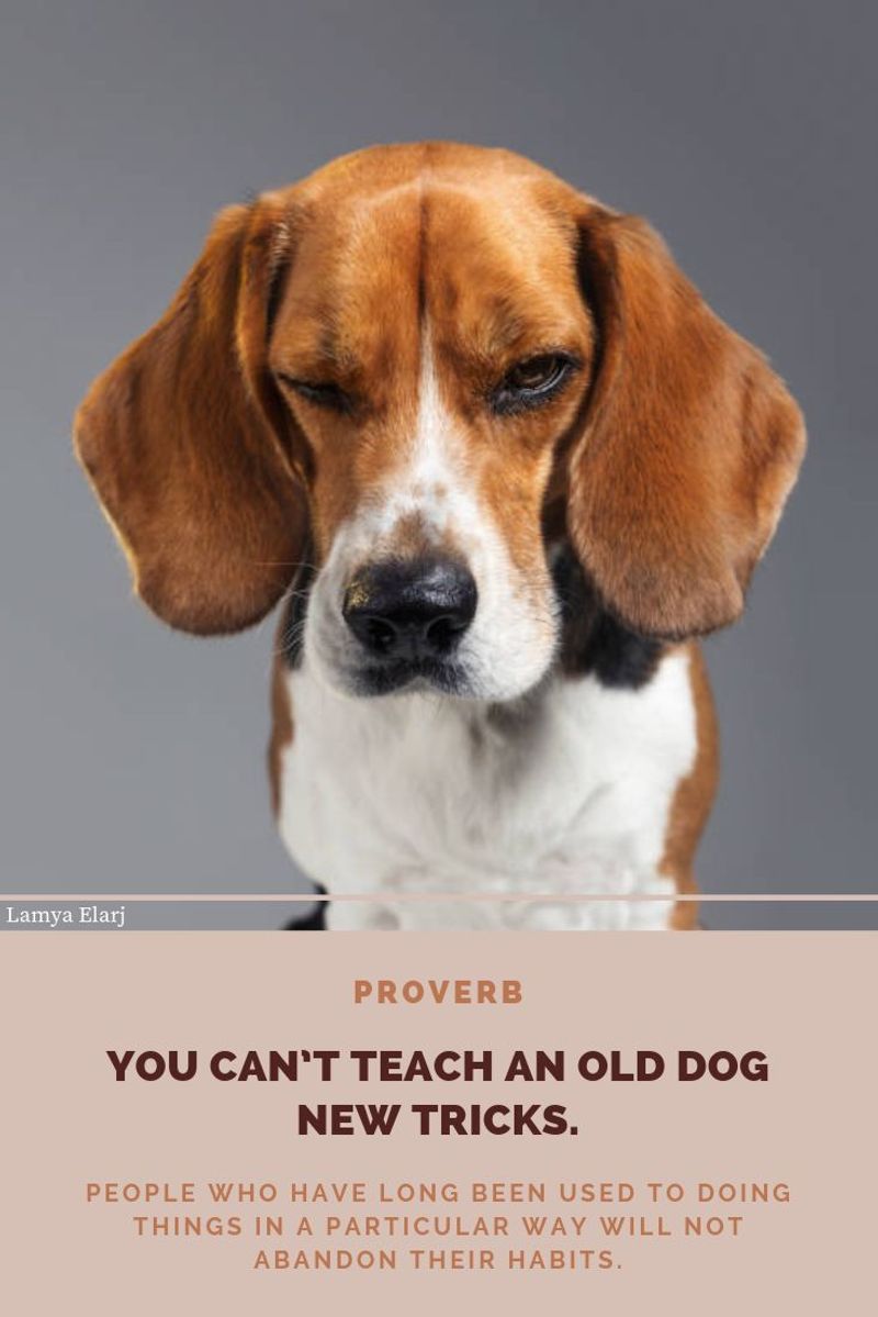 You Can’t Teach an Old Dog New Tricks