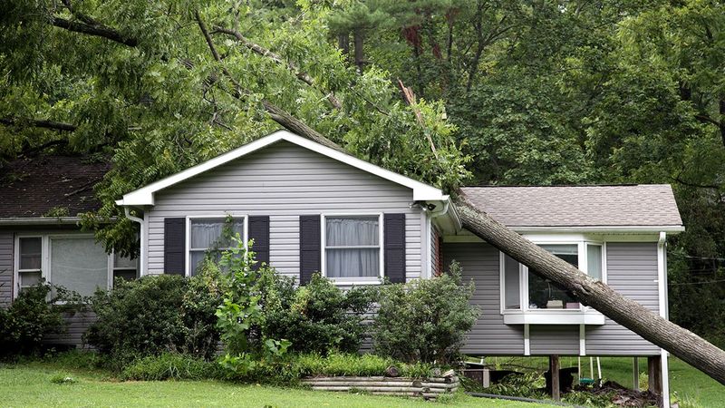 Assumption 6: Tree Damage is Always Covered