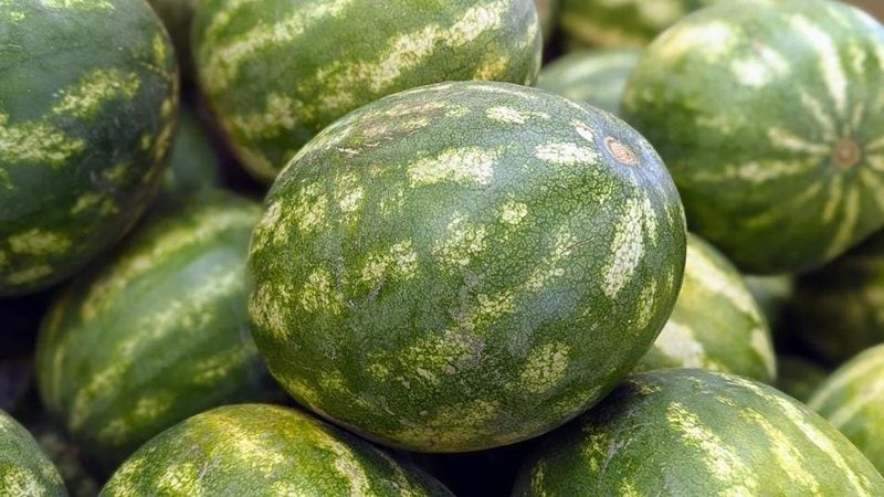Examine the Rind